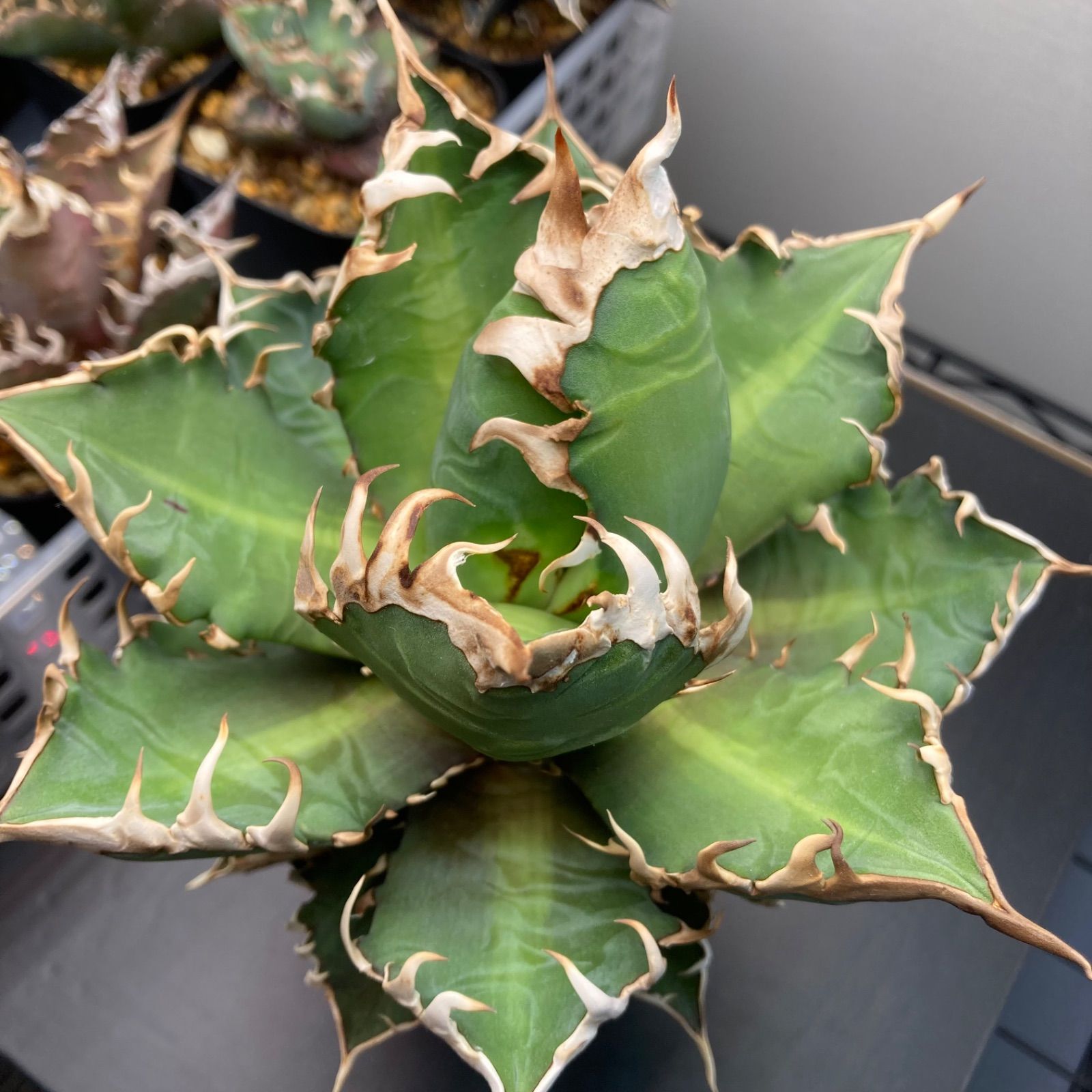 ⑦ アガベ チタノタ オテロイ - メルカリ