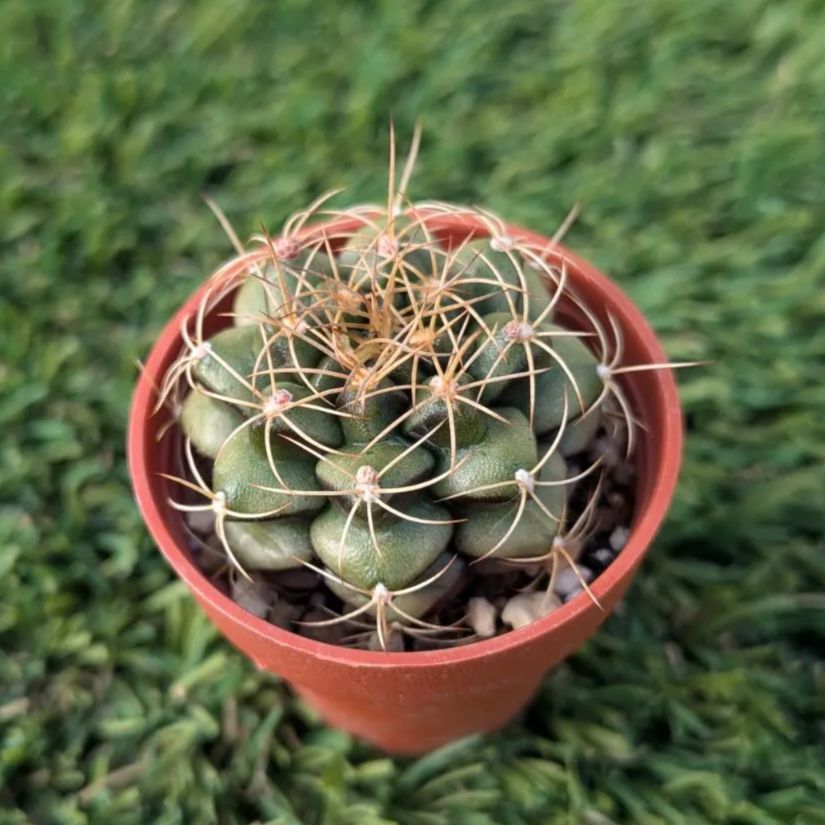サボテン ギムノカリキウム属 麗蛇丸（1寸） - メルカリ