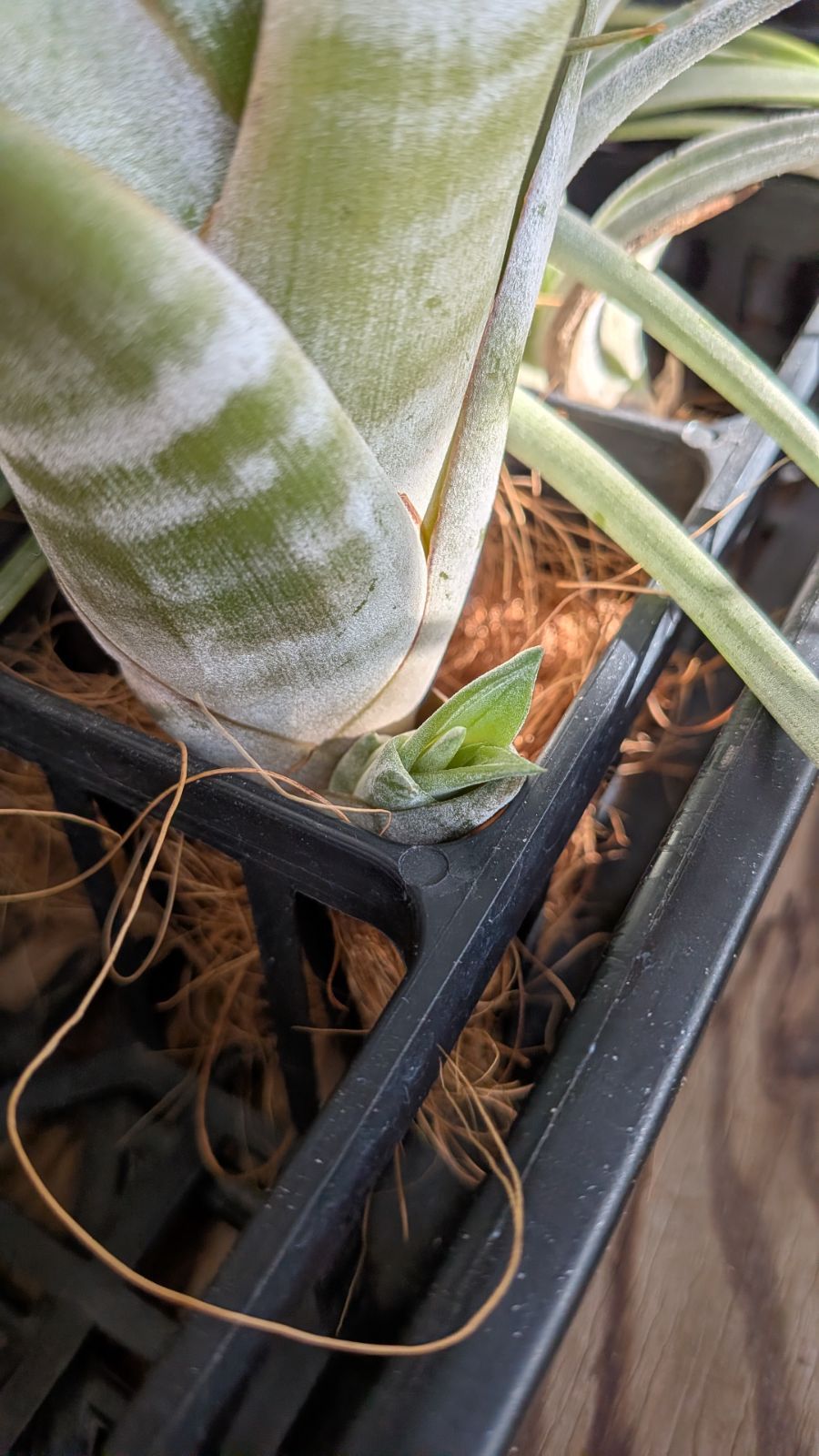 チランジア フレクスオーサ 2種類セット 速達 おしゃれなシルエットの