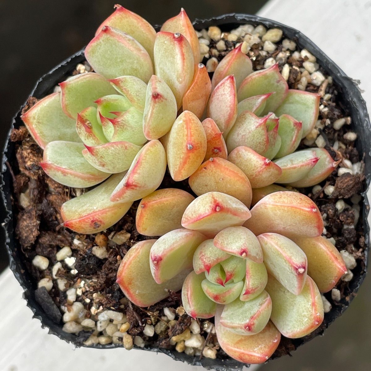 多肉植物♡七福のバラ美尼❤︎抜き苗(根付き) - メルカリ