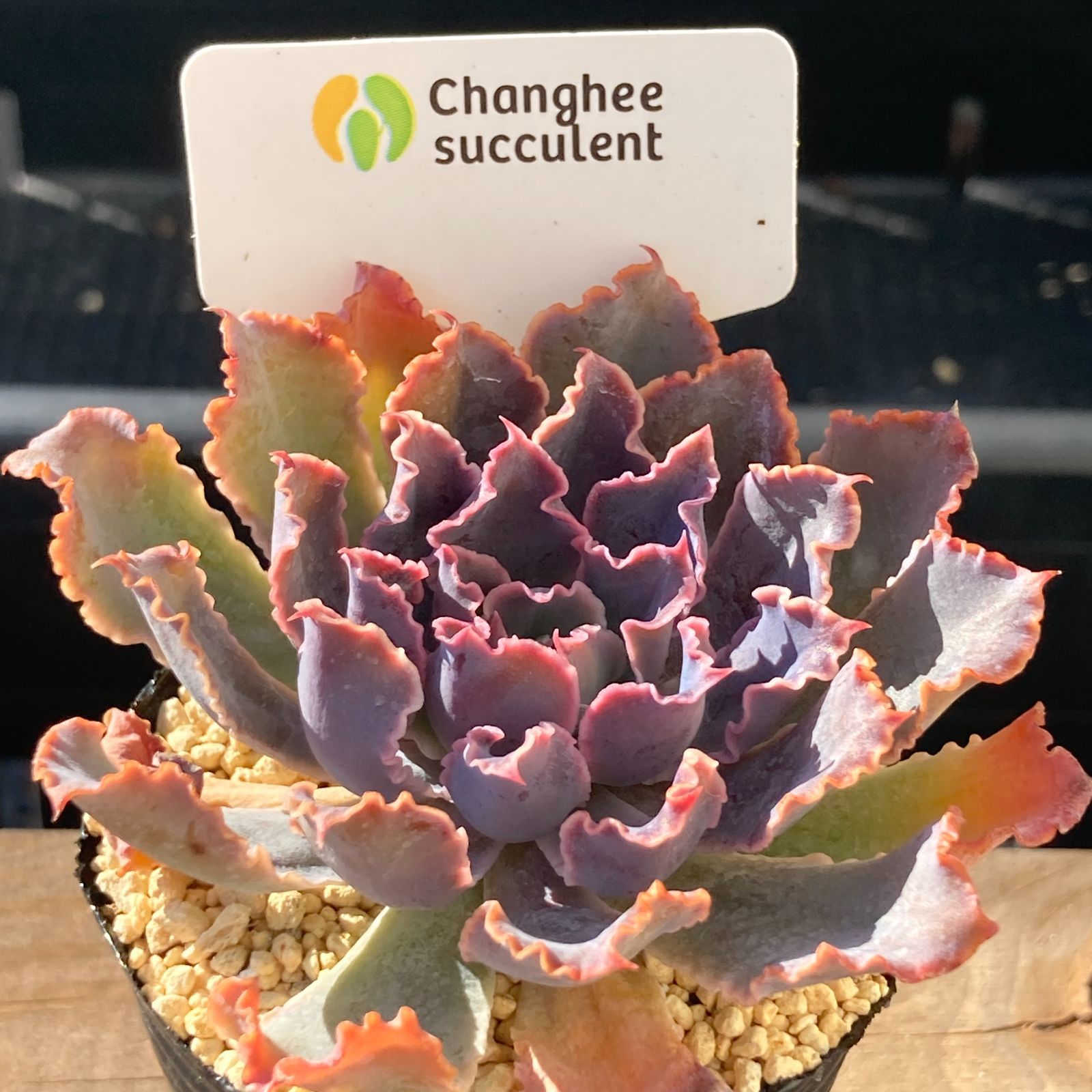 新入荷｜送料込】エケベリア 韓国苗 マドレ デル スール｜チャンフィー