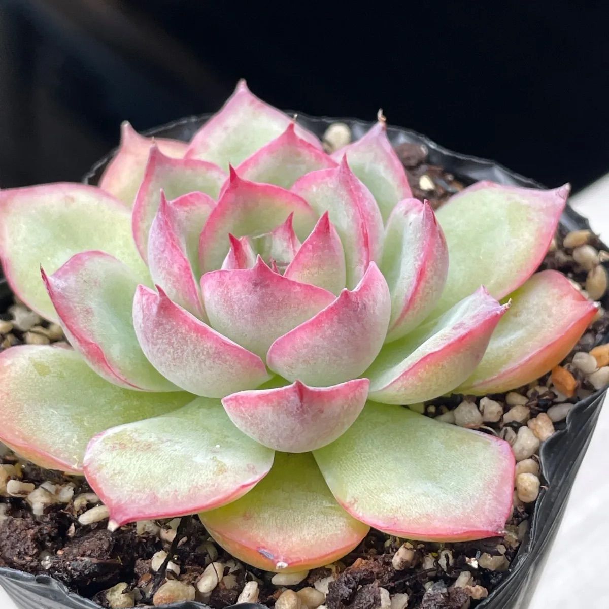 多肉植物♡シルエット❤︎抜き苗(根付き) - メルカリ