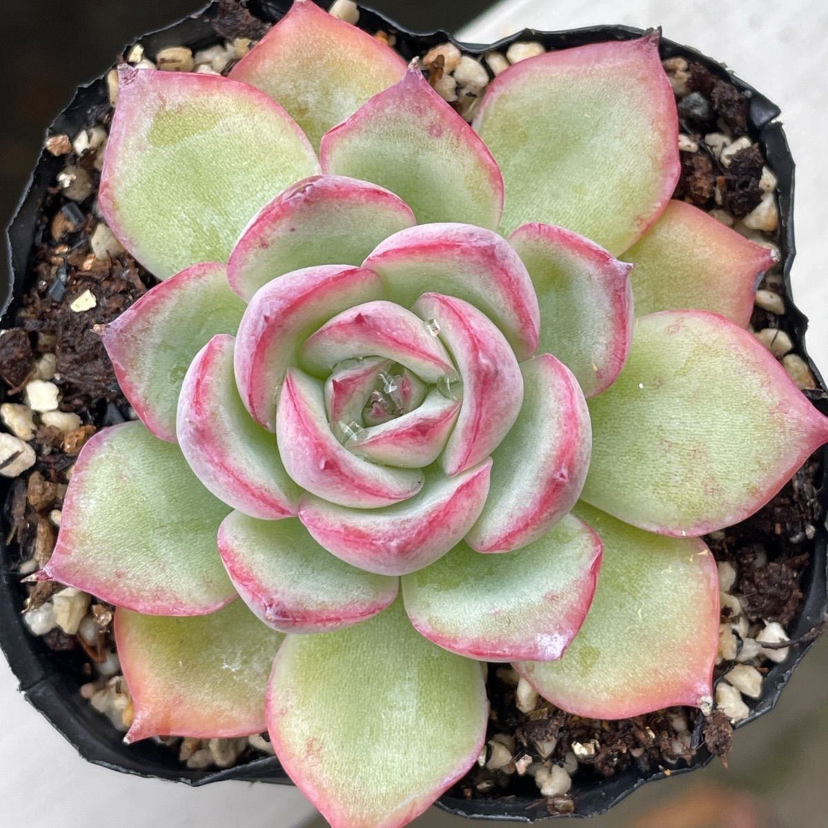 多肉植物♡シルエット❤︎抜き苗(根付き) - メルカリ