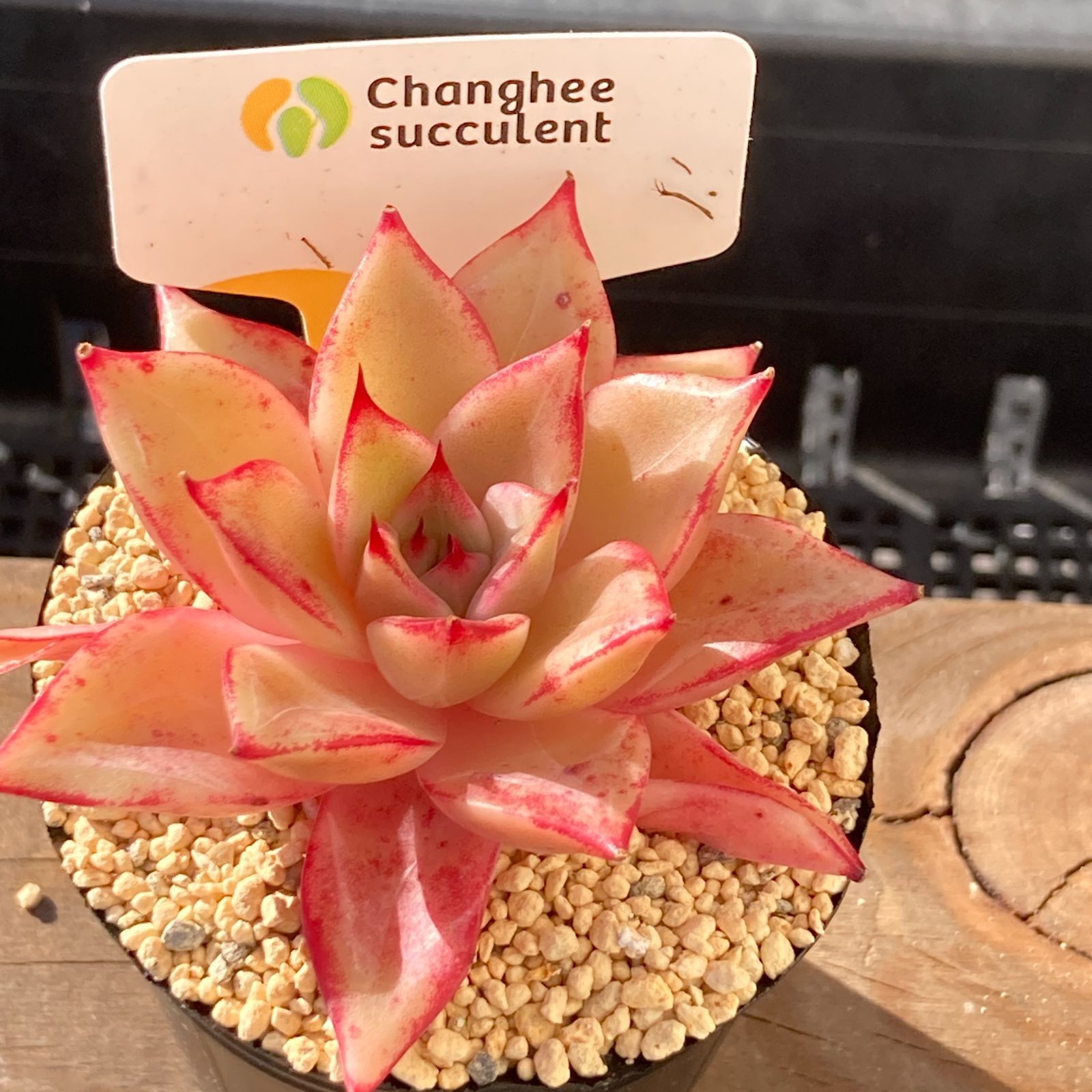 送料込！】エケべリア 韓国苗 ルナ イエロータイプ｜チャンフィー苗