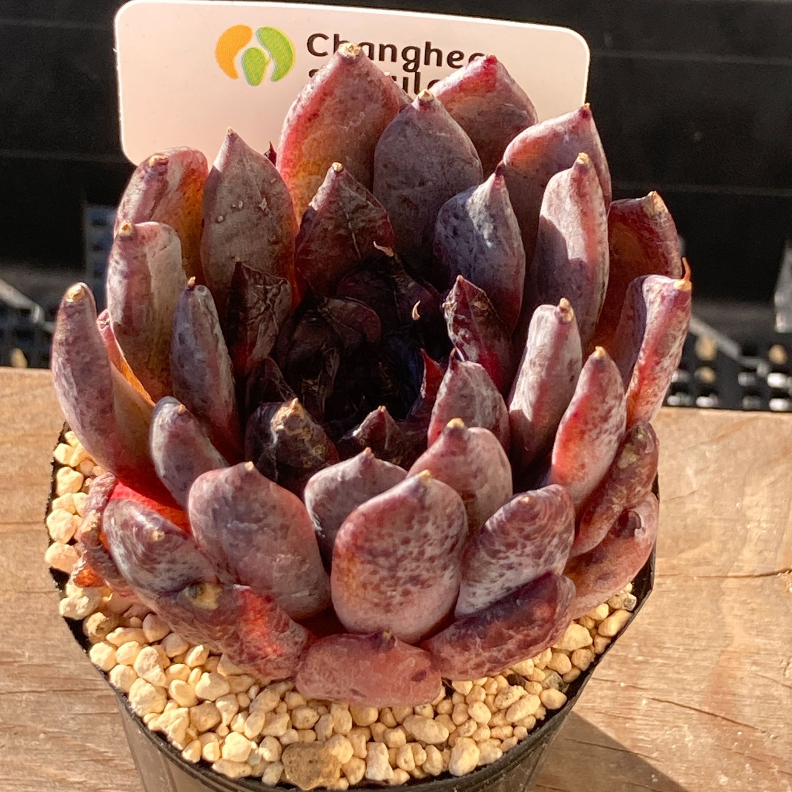 送料込！】エケべリア 韓国苗 ブラックザラゴーサ｜チャンフィー苗