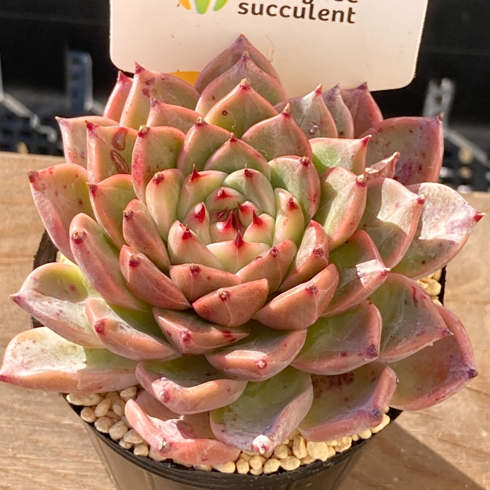 【新入荷】エケべリア　韓国苗　ソウルクラウン 中苗　多肉植物 　s_6106 送料込！】エケべリア 韓国苗 ソウルクラウン 中苗｜チャンフィー苗