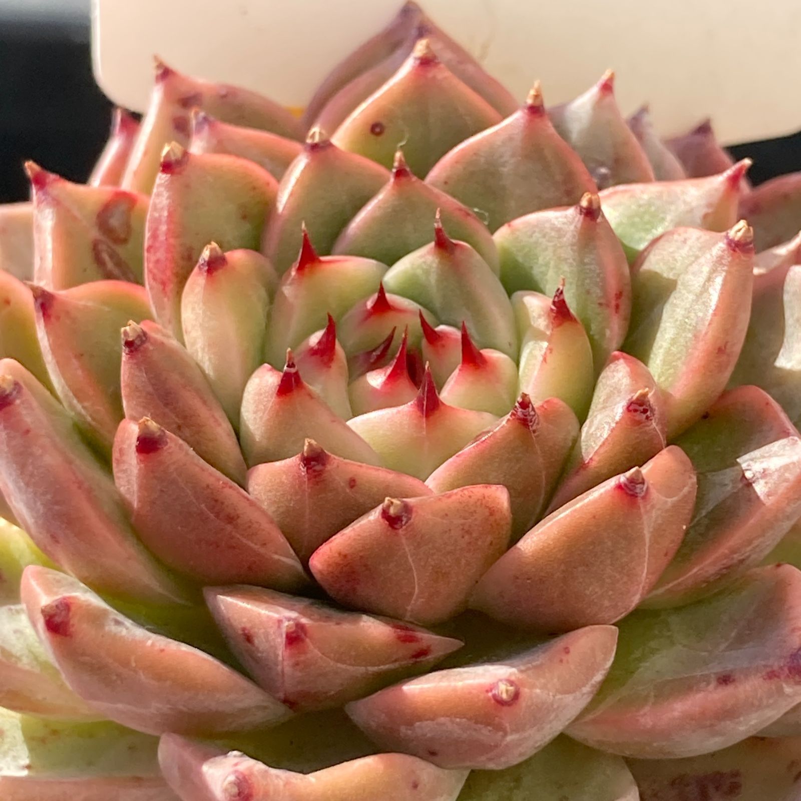 【新入荷】エケべリア　韓国苗　ソウルクラウン 中苗　多肉植物 送料込！】エケべリア 韓国苗 ソウルクラウン 中苗｜チャンフィー苗