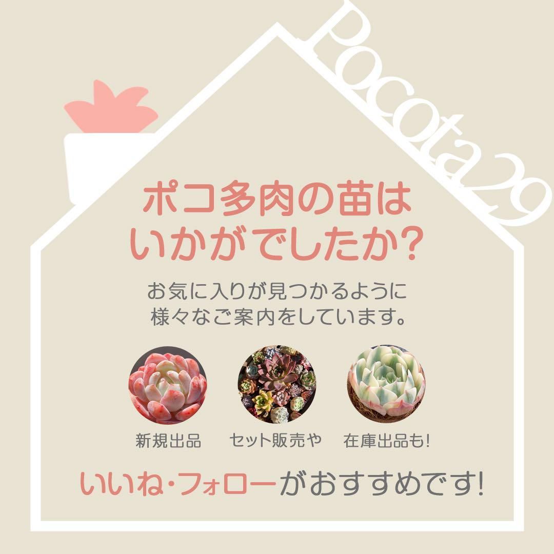 送料込！】エケべリア 韓国苗 ソウルクラウン 中苗｜チャンフィー苗