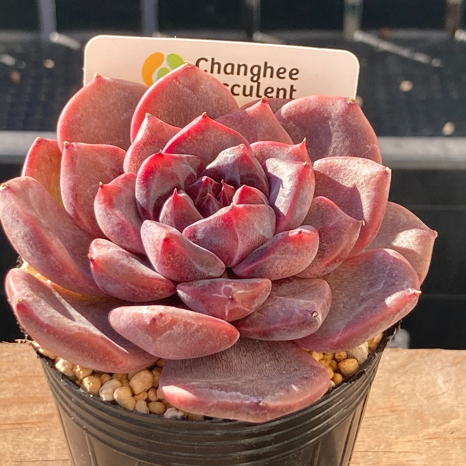 【新入荷】エケべリア　韓国苗　ソウルクラウン 中苗　多肉植物 送料込！】エケべリア 韓国苗 ブラックチェリー 中苗｜チャンフィー苗