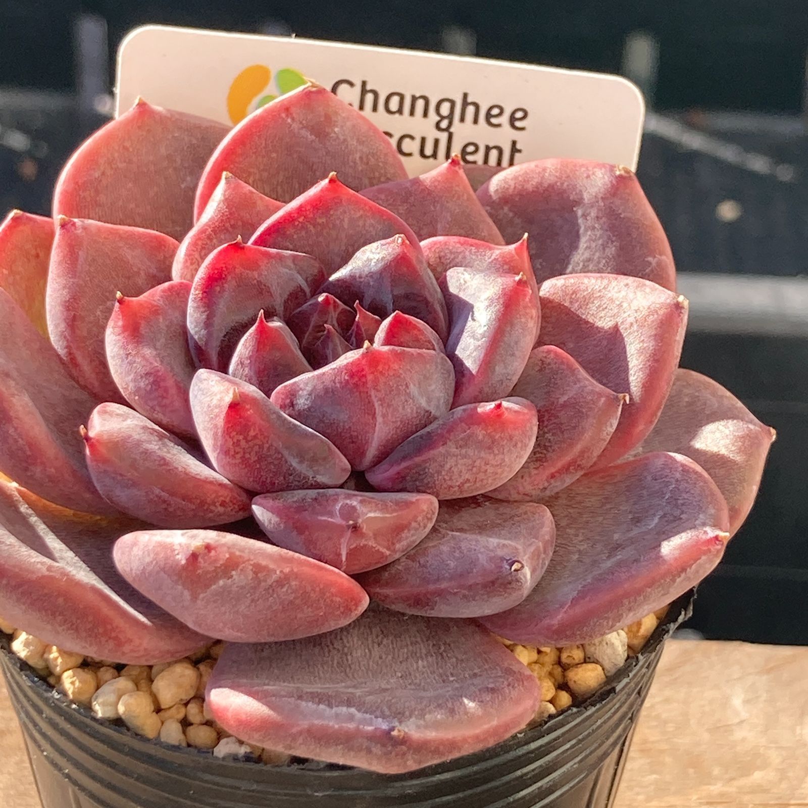 【新作】エケべリア　韓国苗　ブラックチェリー 大苗　多肉植物 　s_6103 送料込！】エケべリア 韓国苗 ブラックチェリー 中苗｜チャンフィー苗