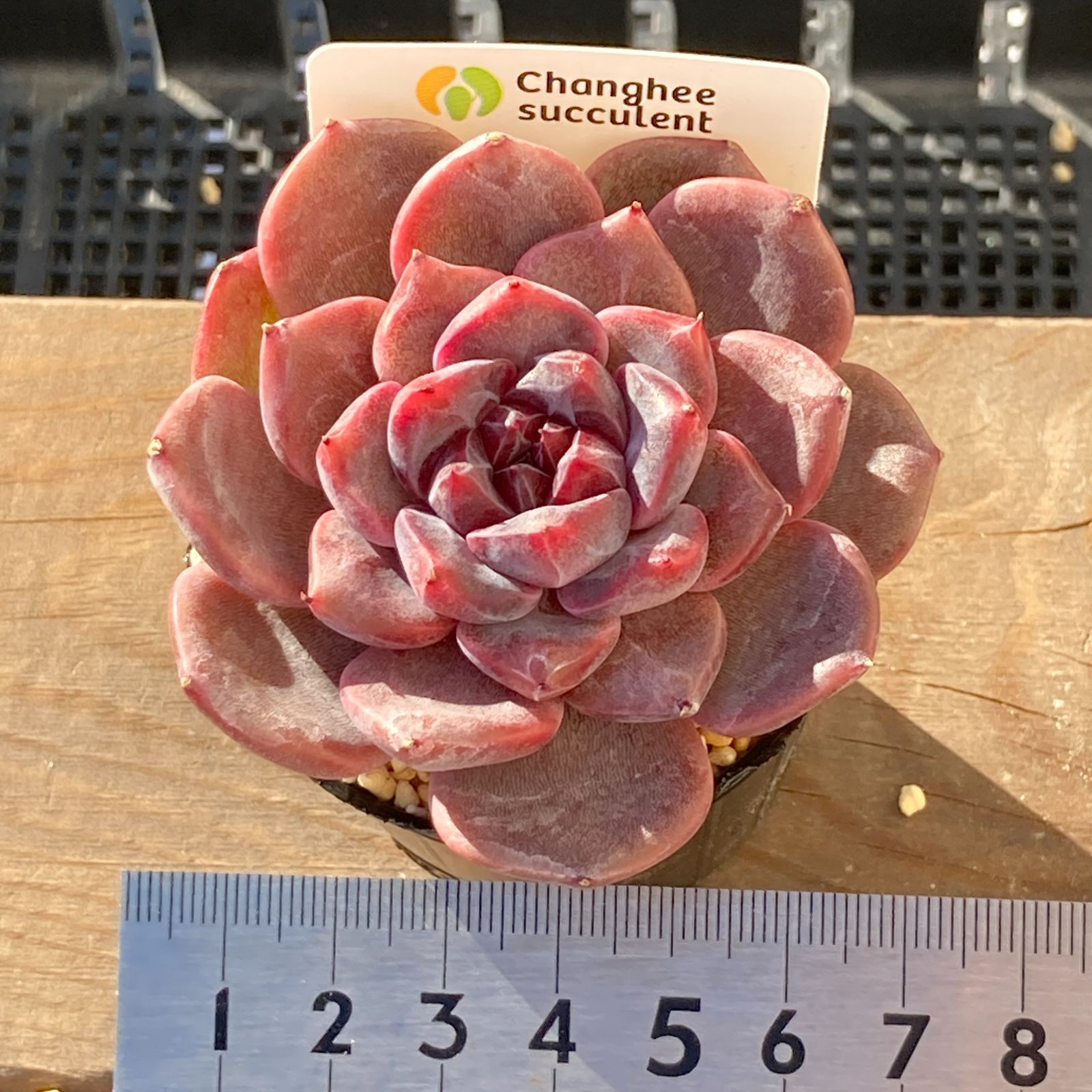 【新作】エケべリア　韓国苗　ブラックチェリー 大苗　多肉植物 　s_6103 送料込！】エケべリア 韓国苗 ブラックチェリー 中苗｜チャンフィー苗