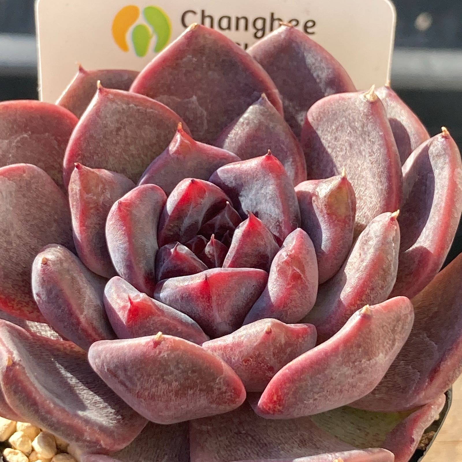 送料込！】エケべリア 韓国苗 ブラックチェリー 中苗｜チャンフィー苗