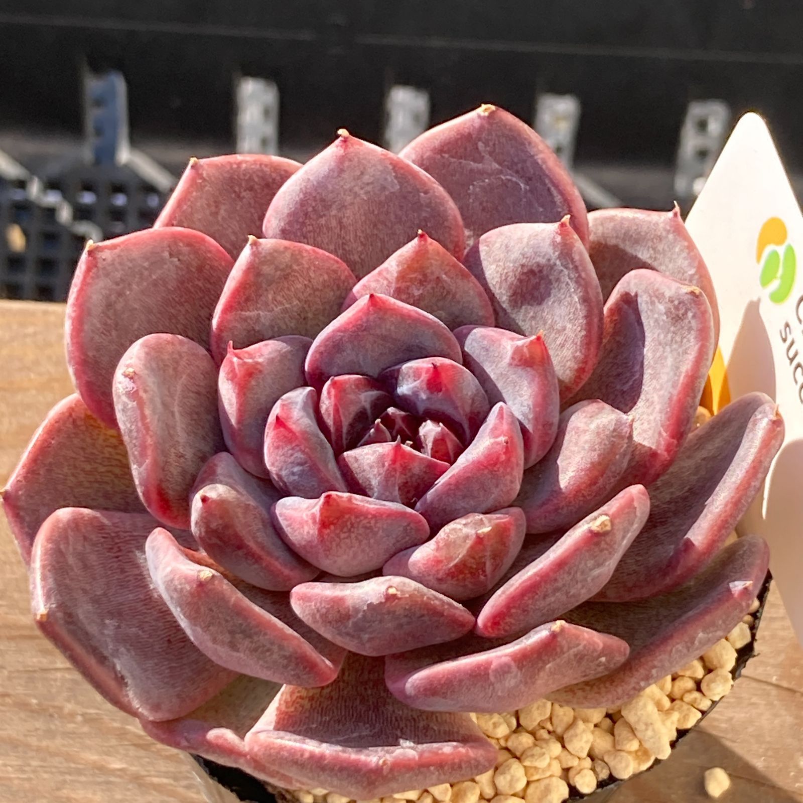 【新作】エケべリア　韓国苗　ブラックチェリー 大苗　多肉植物 送料込！】エケべリア 韓国苗 ブラックチェリー 中苗｜チャンフィー苗