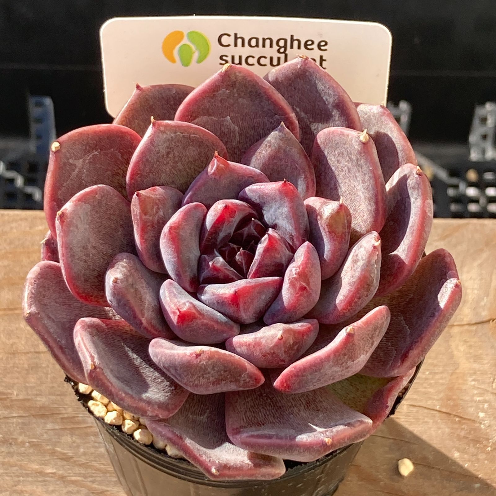 送料込！】エケべリア 韓国苗 ブラックチェリー 中苗｜チャンフィー苗