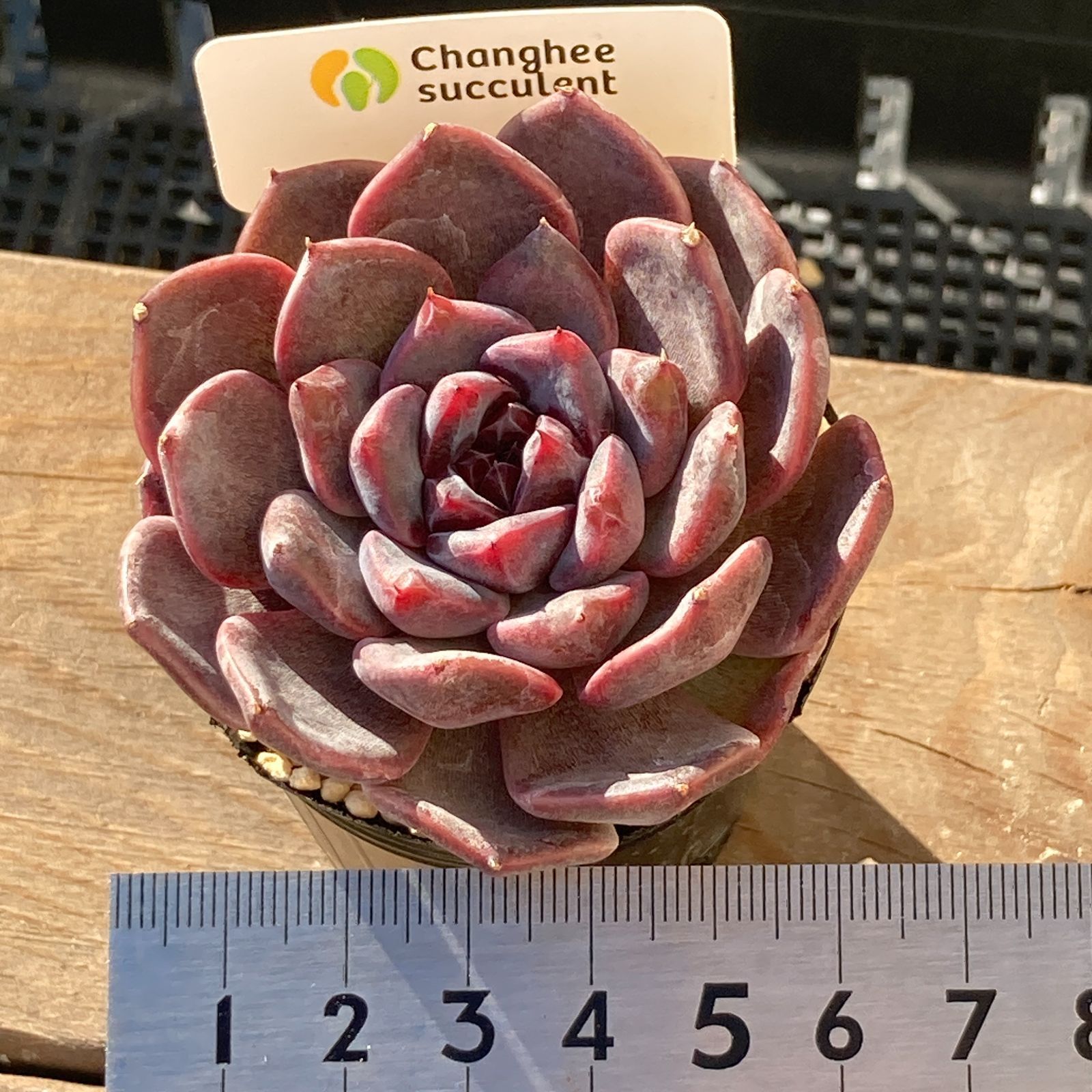 送料込！】エケべリア 韓国苗 ブラックチェリー 中苗｜チャンフィー苗