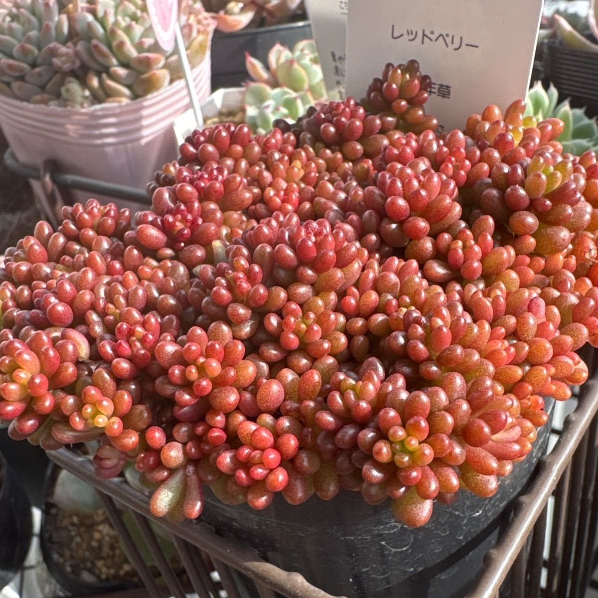 レッドベリー❣️超モリモリ❣️札付き❗️多肉植物 抜き苗 - メルカリ