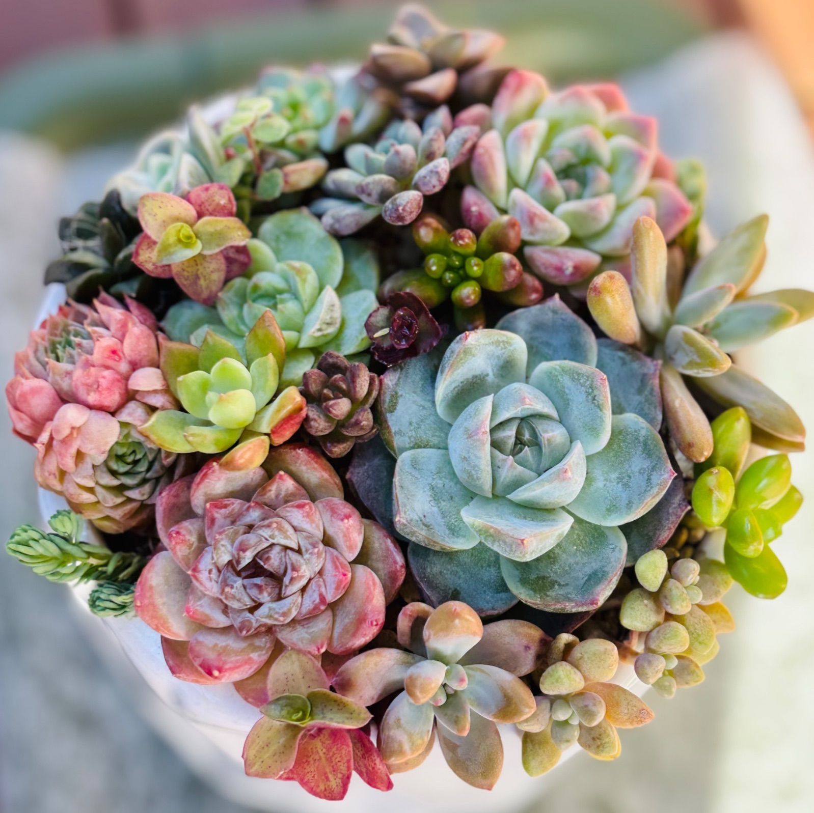 韓国苗入り カット苗 多肉植物 寄せ植えセット - メルカリ