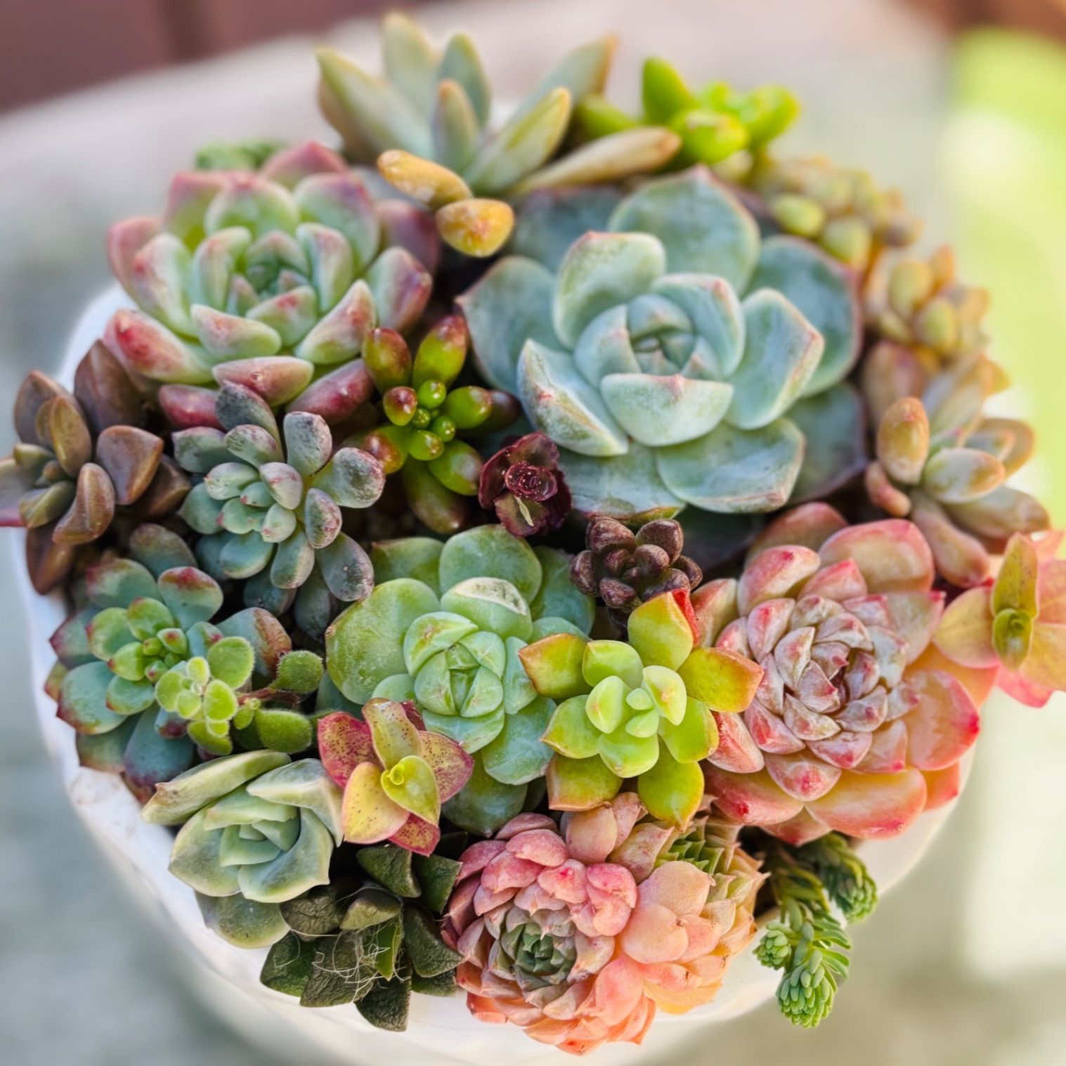 韓国苗入り カット苗 多肉植物 寄せ植えセット - メルカリ