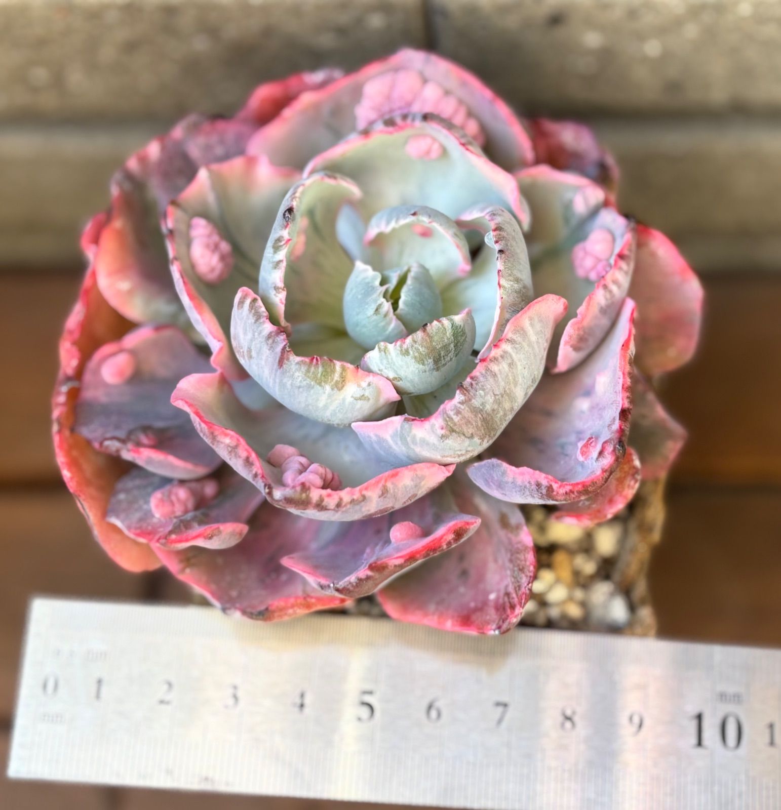 多肉植物 韓国苗 ビヨンセ虹錦 カット苗 - メルカリ