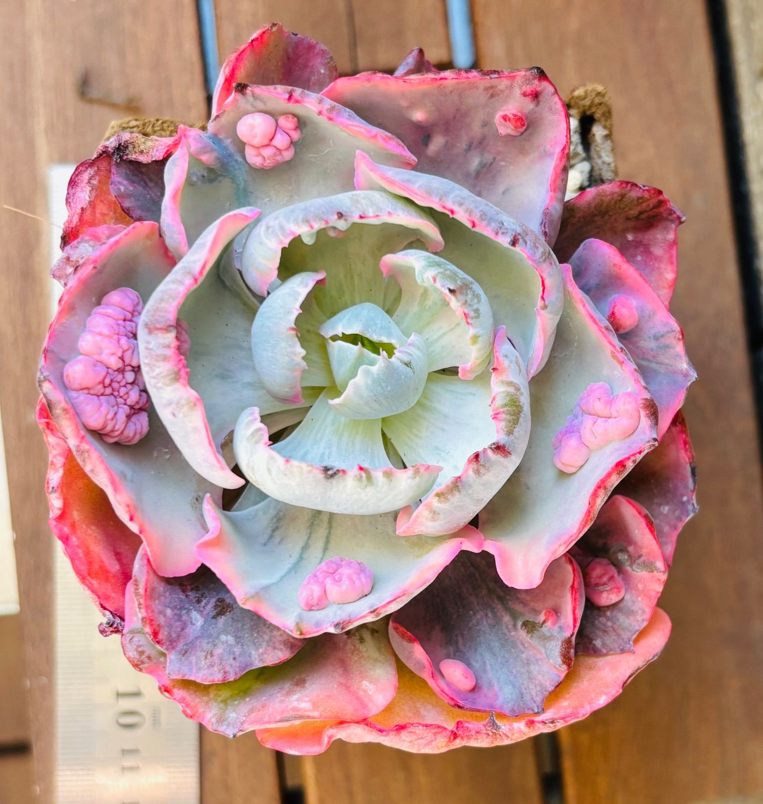 ビヨンセ虹錦　カット苗　多肉植物　ゆうパケットプラス発送 多肉植物 韓国苗 ビヨンセ虹錦 カット苗 - メルカリ