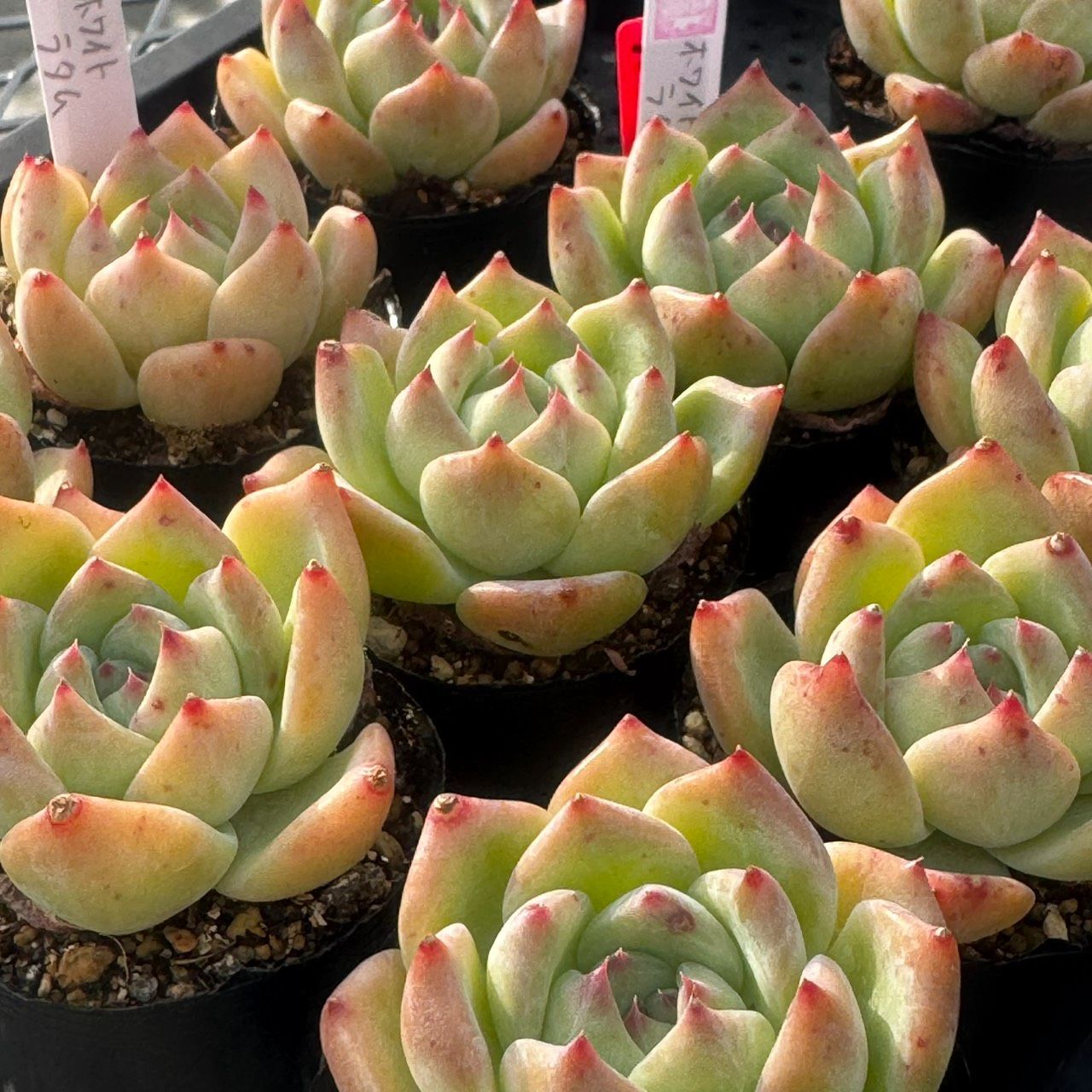 多肉植物 韓国苗 ホワイトラタム - メルカリ