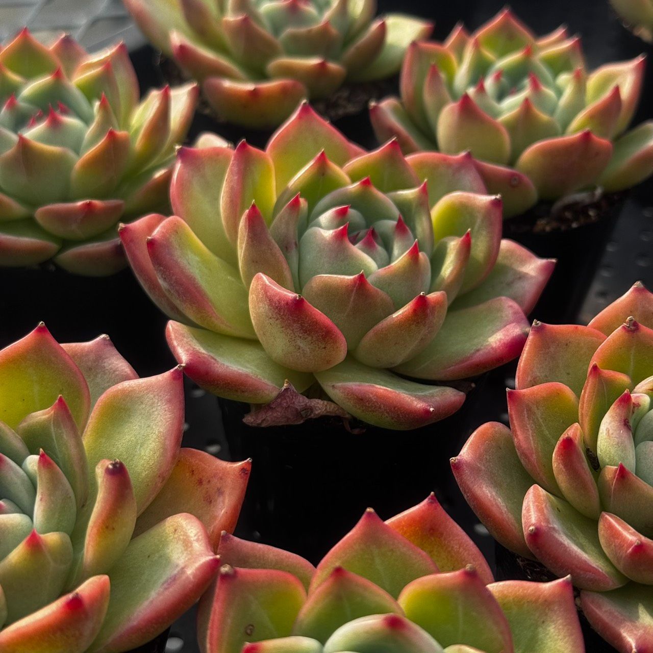 多肉植物 韓国苗　ブルーハイヒール 多肉植物 韓国苗 ブルードラゴンhyb - メルカリ