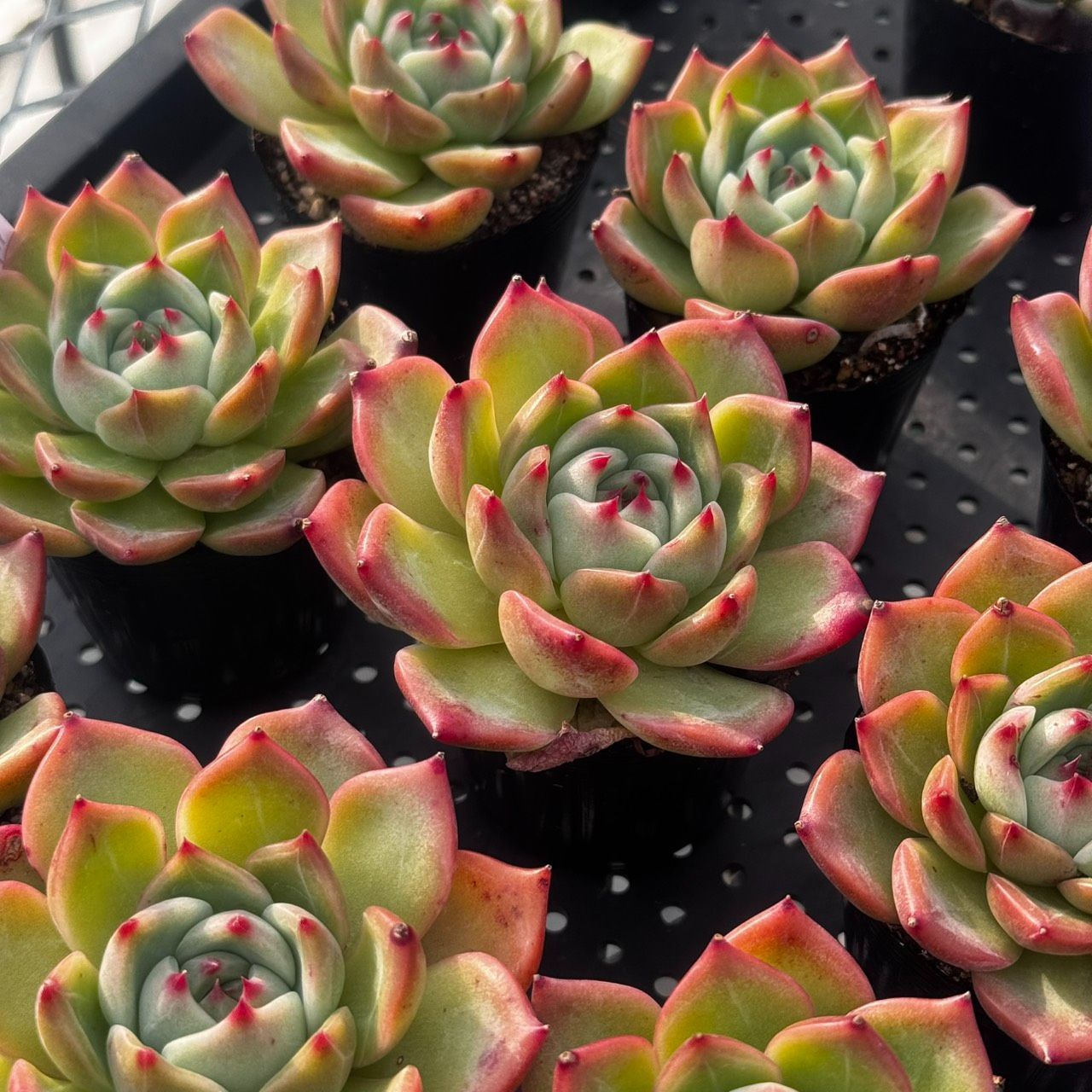 多肉植物 韓国苗　ブルーハイヒール 多肉植物 韓国苗 ブルーハイヒール 多肉植物 韓国苗 ブルーハイヒール