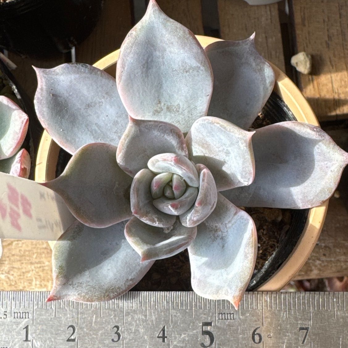 ❤️専用出品❤️リラシナ錦❤️ 葉挿しっ子抜き苗③ ❤️専用出品