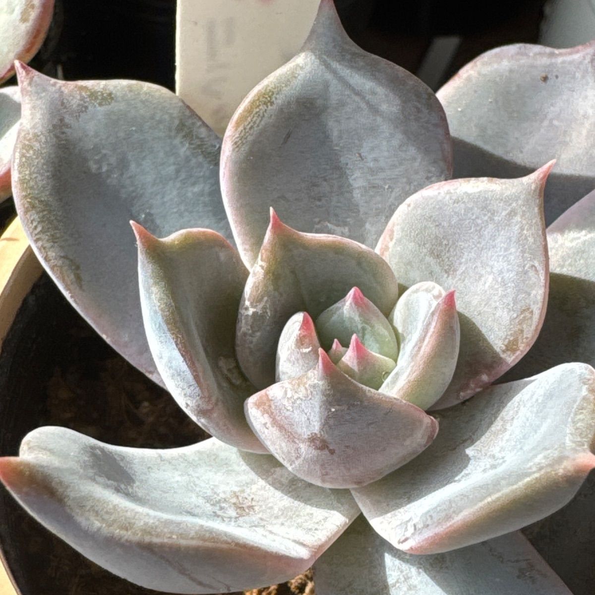 リラシナ×ラウイ❣️札付き❗️多肉植物 抜き苗 - メルカリ