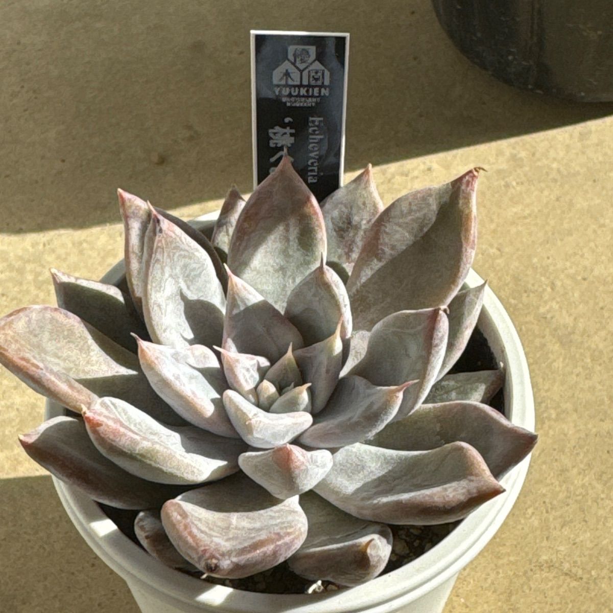 韓国ドラマ 絶対彼氏～君だけの騎士 OST オリジナルサウンドトラックCD