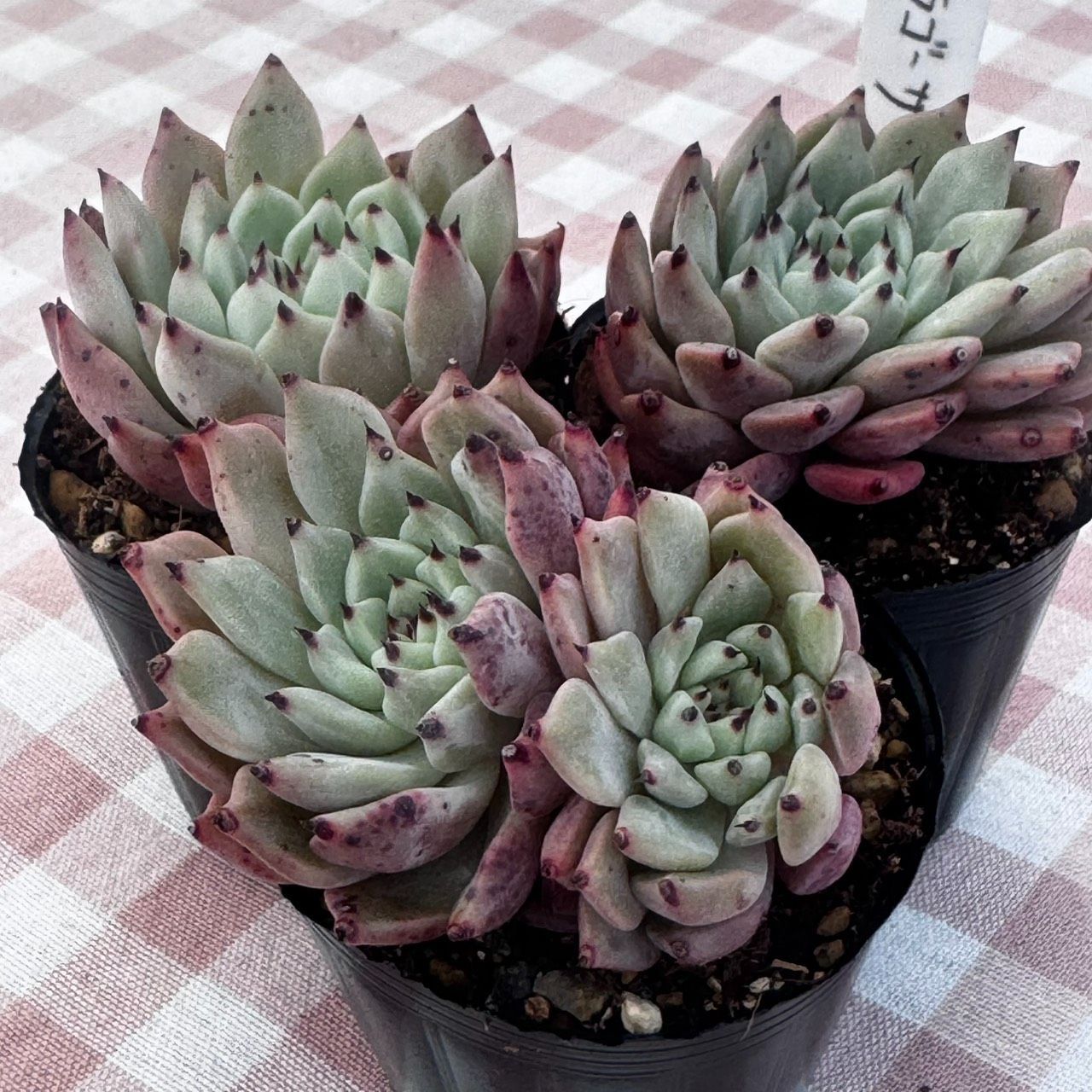 多肉植物 韓国苗 原種ザラゴーサ - メルカリ