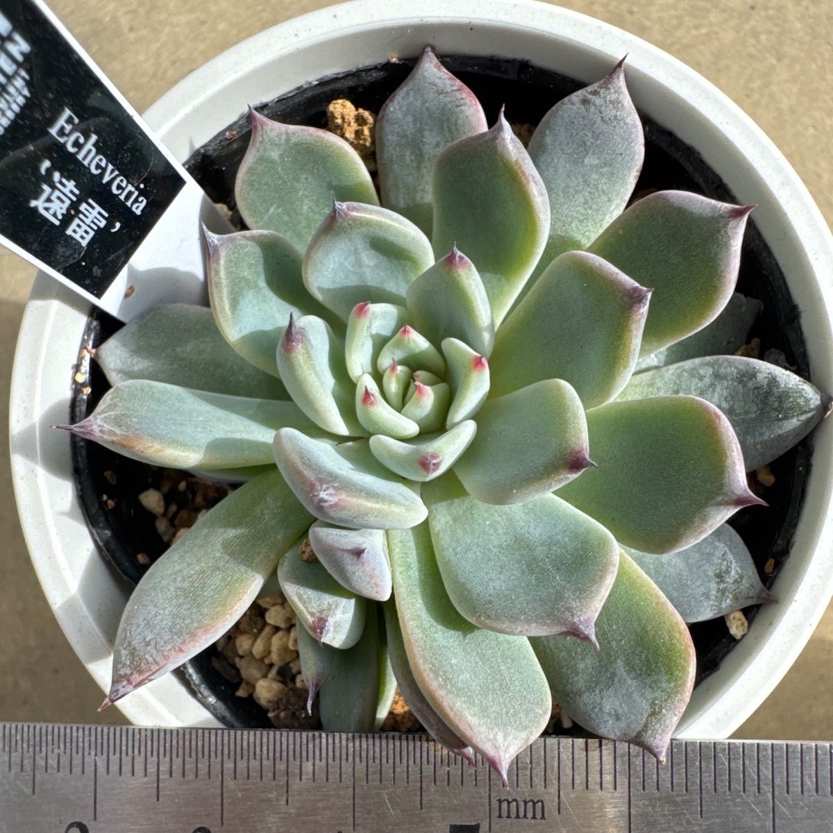 遠雷❣️優木園さん苗❣️命名株❣️札付き❗️多肉植物 抜き苗 - メルカリ