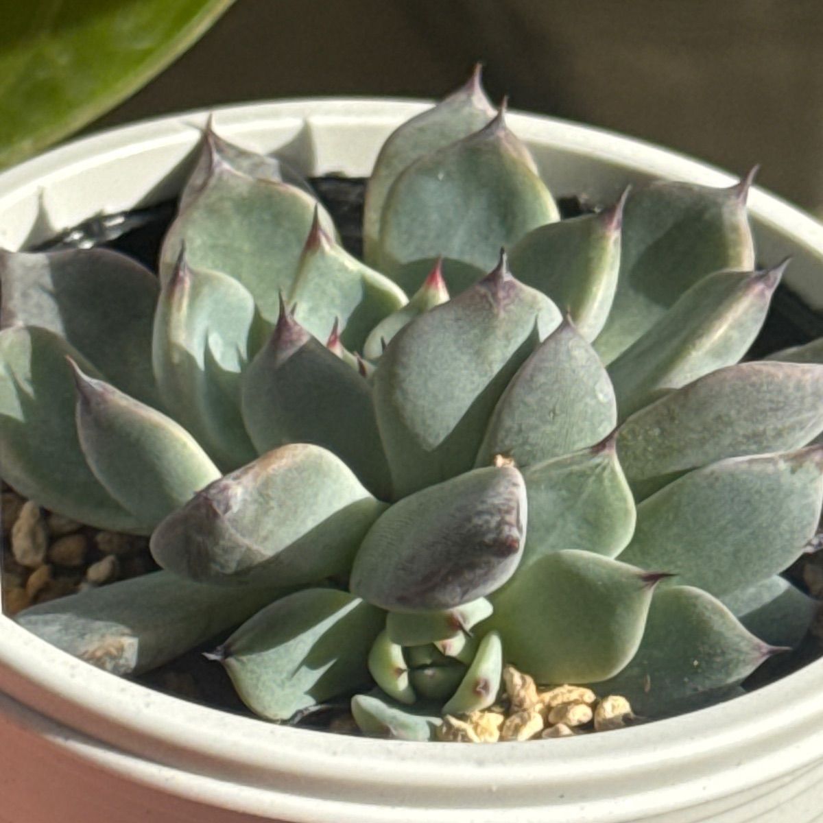 遠雷❣️優木園さん苗❣️命名株❣️札付き❗️多肉植物 抜き苗 - メルカリ