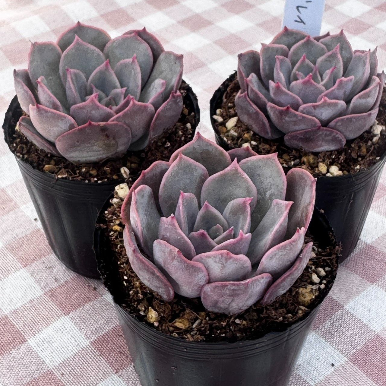 多肉植物 韓国苗 アールグレイ - メルカリ