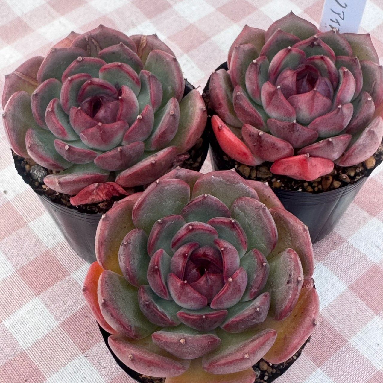 多肉植物 韓国苗 ブラックアイズ - メルカリ