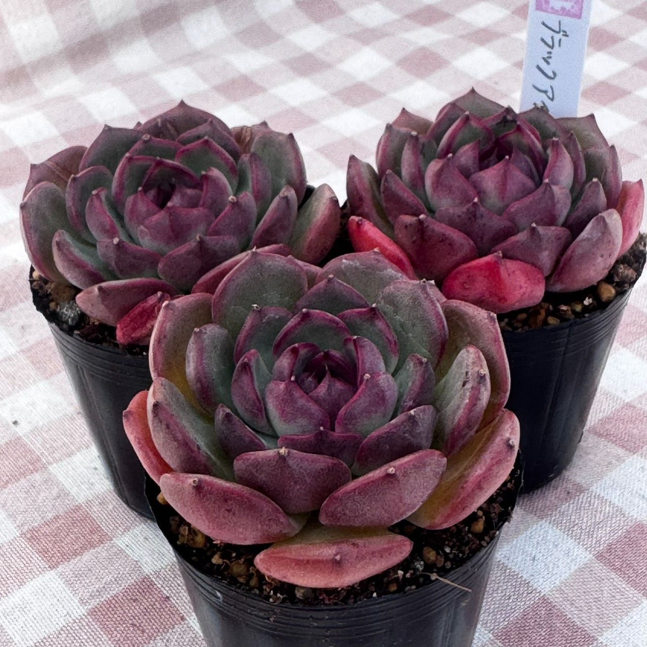 多肉植物 韓国苗 ブラックアイズ - メルカリ