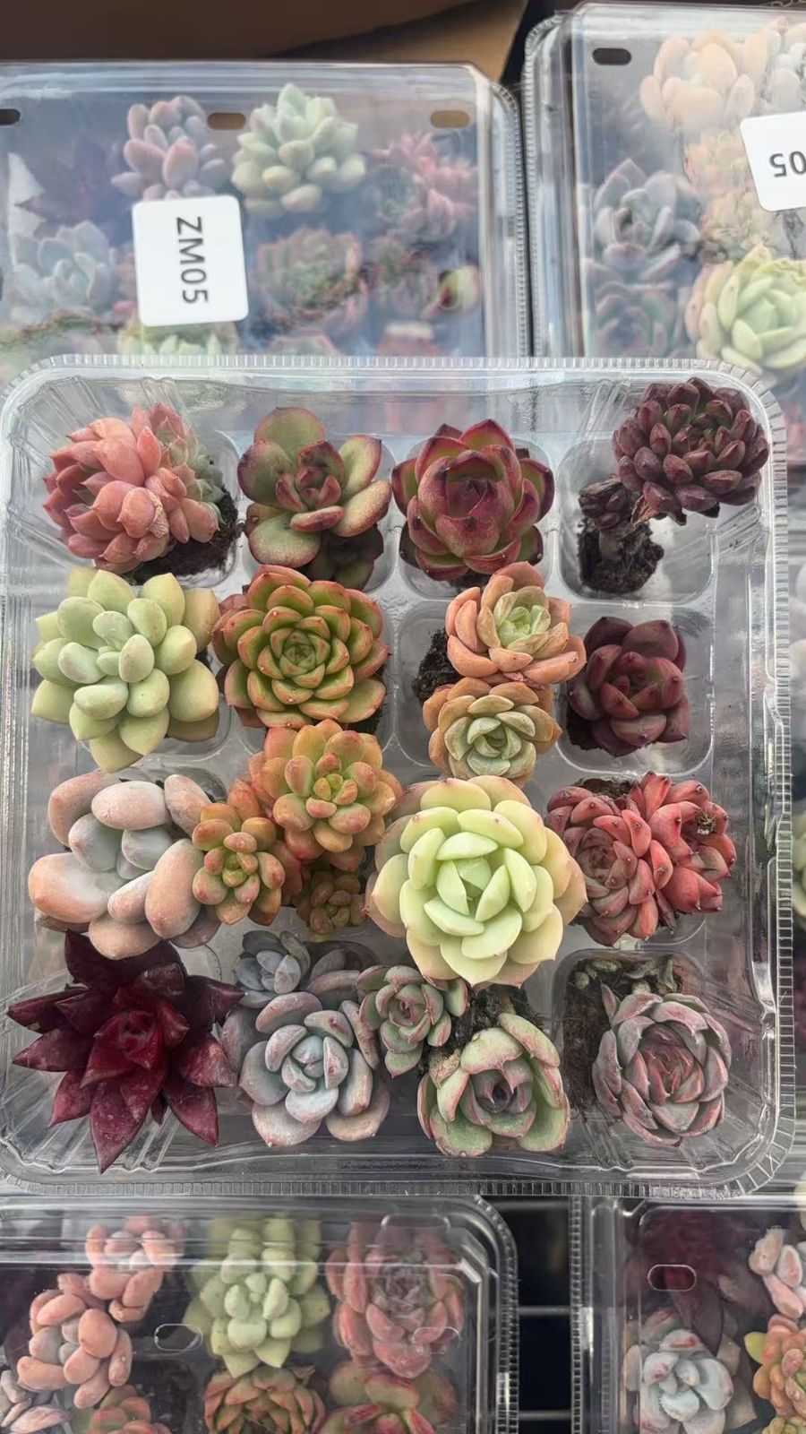 可愛い16苗セット エケベリア 土と根付きの苗 多肉植物 送料無料 韓国