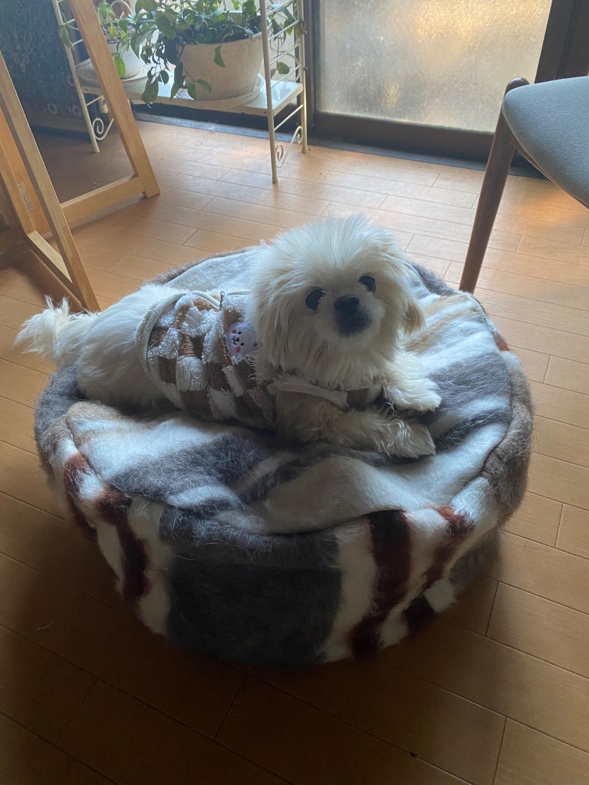 当店オリジナルシイルトバッタニイェを使った贅沢なプフ ふわふわで贅沢大きなプフ 中身を入れなくてもふわふわ 沢山入ります 衣類の整理にも 人だけではなくわんちゃんねこちゃんにも気に入ってもらえる 他店入荷不可色々使える優れもの 転がしておいてもお洒落なプフ