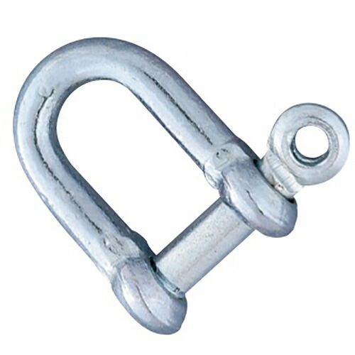 カブトガニ標本 卸売 大小2体セット