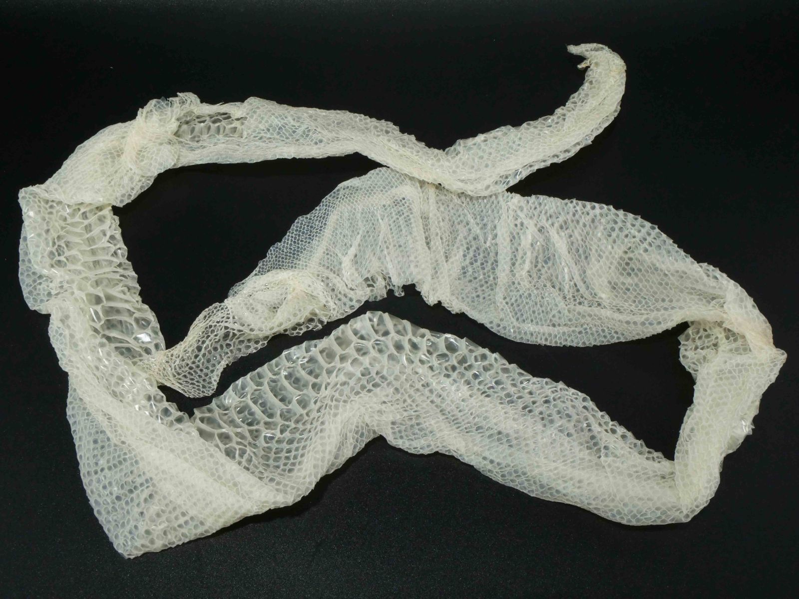 白蛇の抜け殻 140cm 開運 縁起物 金運 S8 - メルカリ