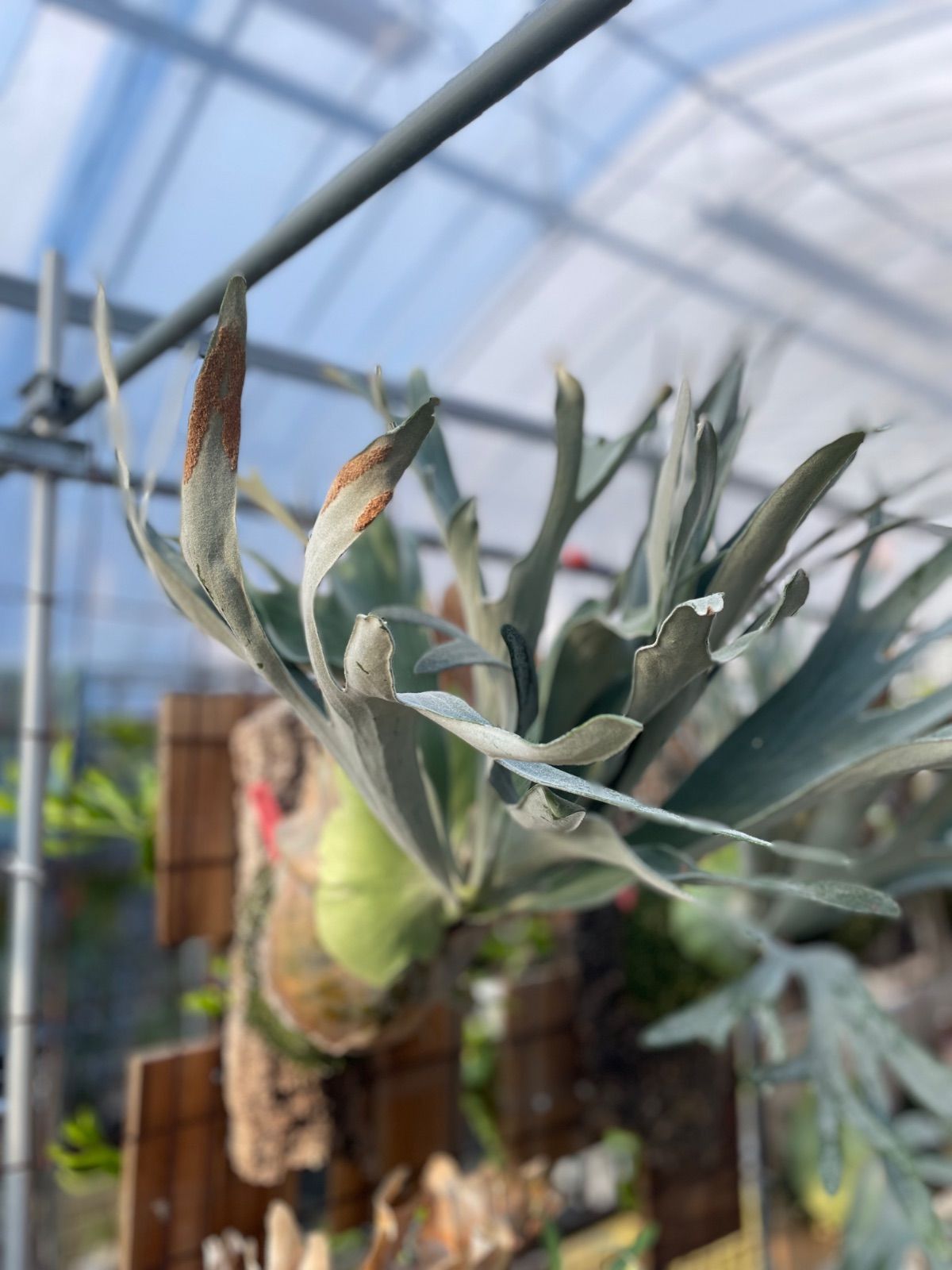 ビカクシダ バンビ P.Bambi - メルカリ