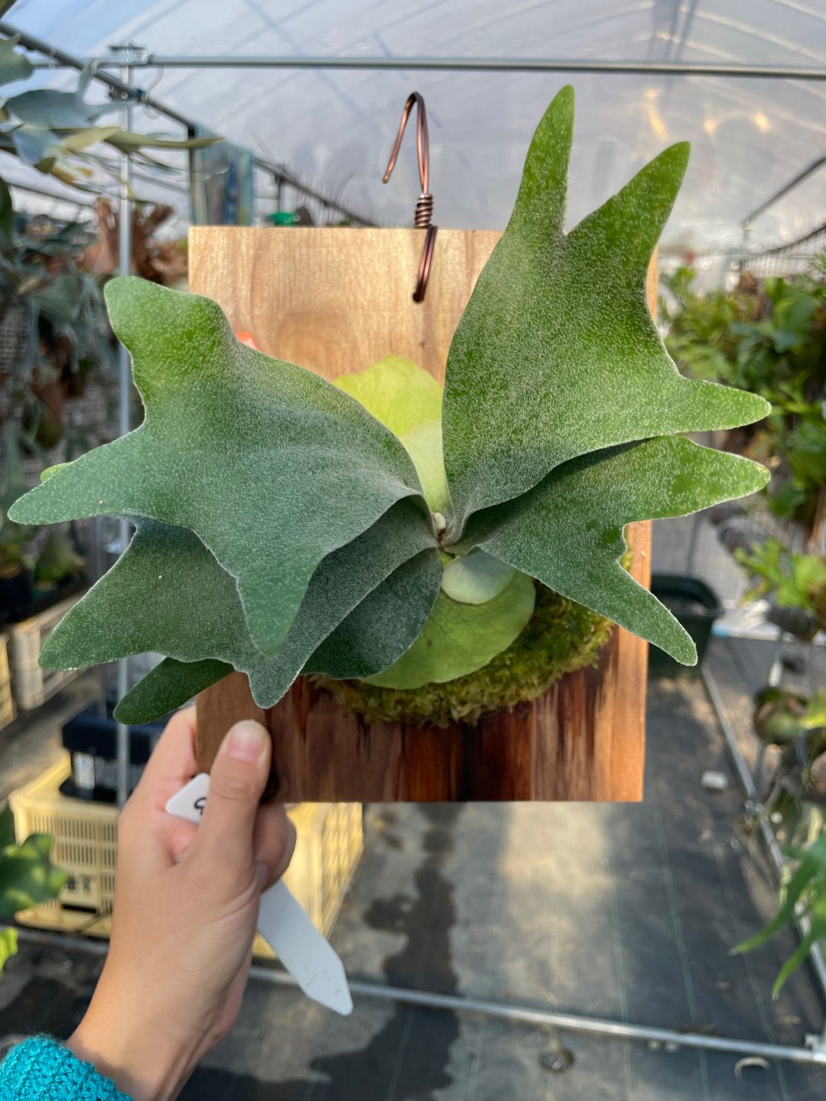 ビカクシダ バンビ P.Bambi - メルカリ