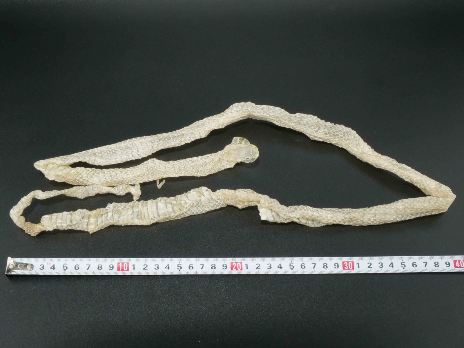 白蛇の抜け殻 約120cm 開運 縁起物 金運 S5 【公式通販】 白蛇の抜け殻 約120cm 開運 縁起物 金運 S5 【公式通販】