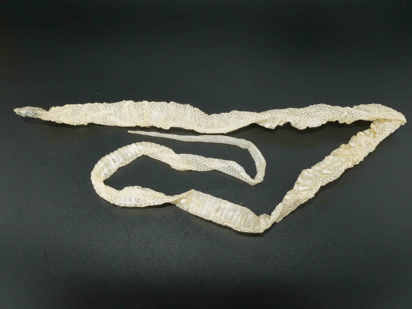 白蛇の抜け殻 約112cm 開運 縁起物 金運 S4