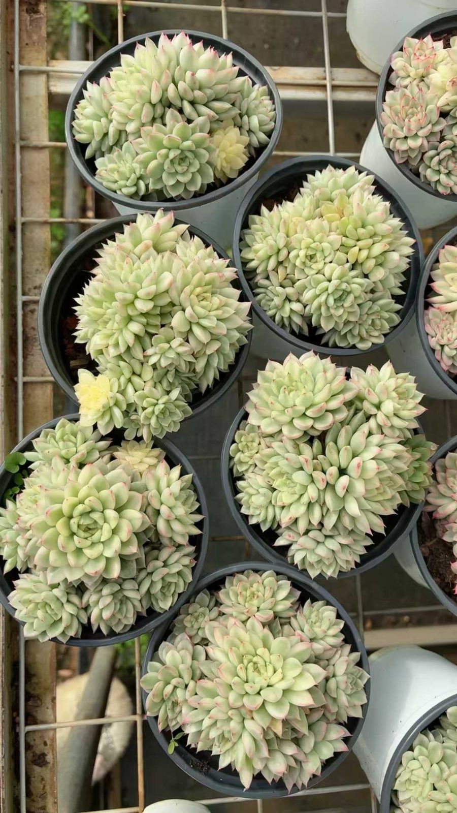 12株の抜き苗セット】女雛錦 多肉植物 佐川急便発送 エケベリア 韓国苗