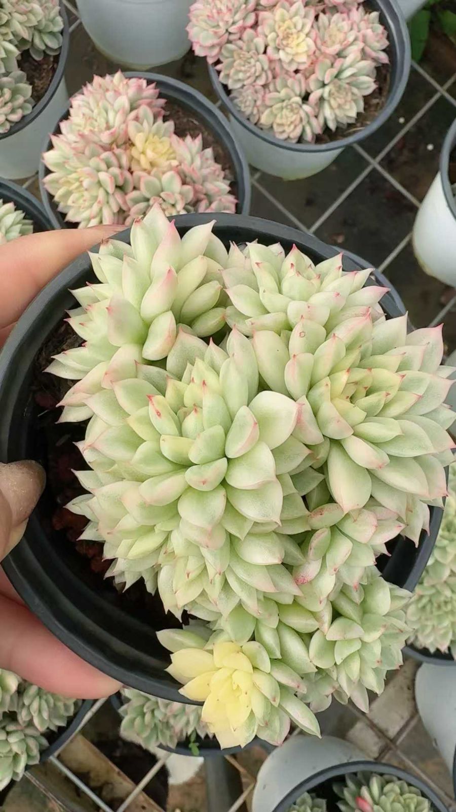 12株の抜き苗セット】女雛錦 多肉植物 佐川急便発送 エケベリア 韓国苗