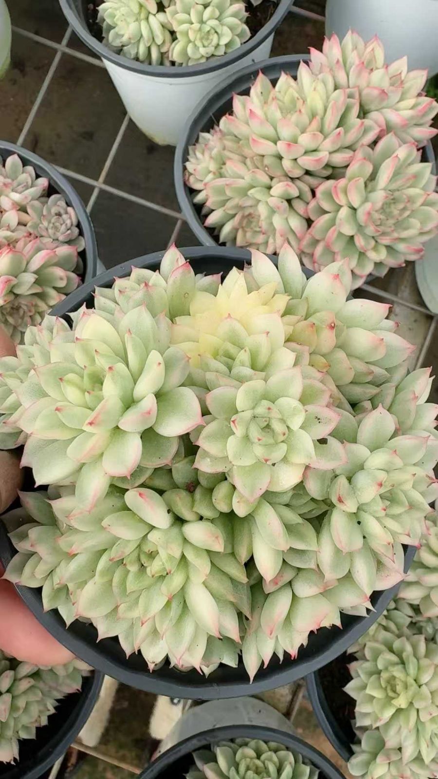 12株の抜き苗セット】女雛錦 多肉植物 佐川急便発送 エケベリア 韓国苗