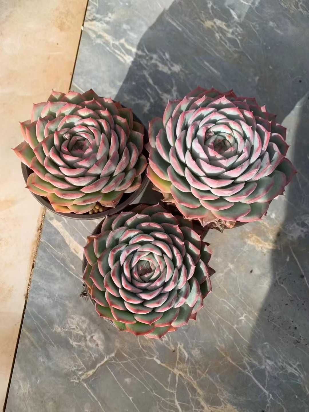 12株の抜き苗セット】粉月影 多肉植物 佐川急便発送 エケベリア 韓国苗