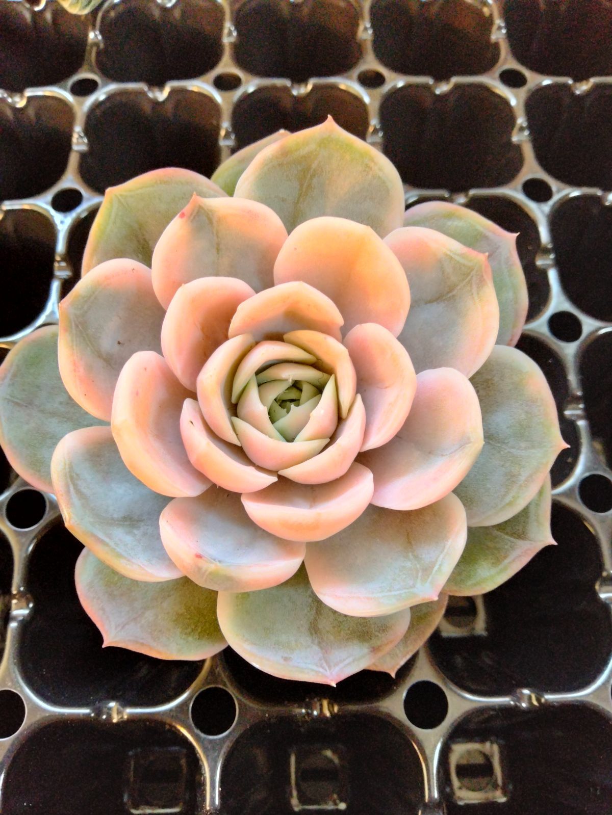 多肉植物 ブルーサプライズ錦 - メルカリ