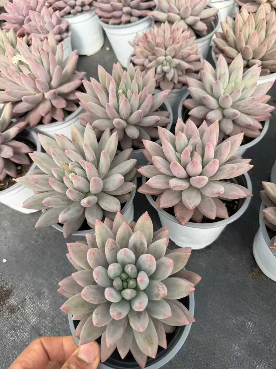 12株の抜き苗セット】赤とんぼ 多肉植物 佐川急便発送 エケベリア 韓国